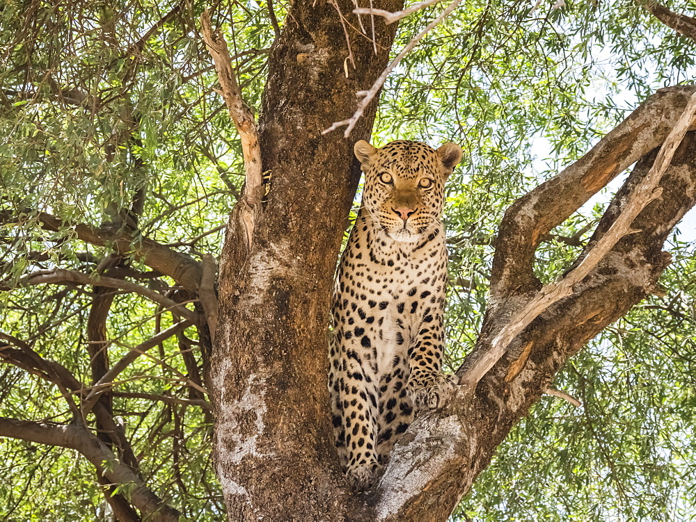 An adult leopard (Panthera pardus), done feeding on a warthog it dragged up in a tree in Chobe National Park, Botswana, Africa