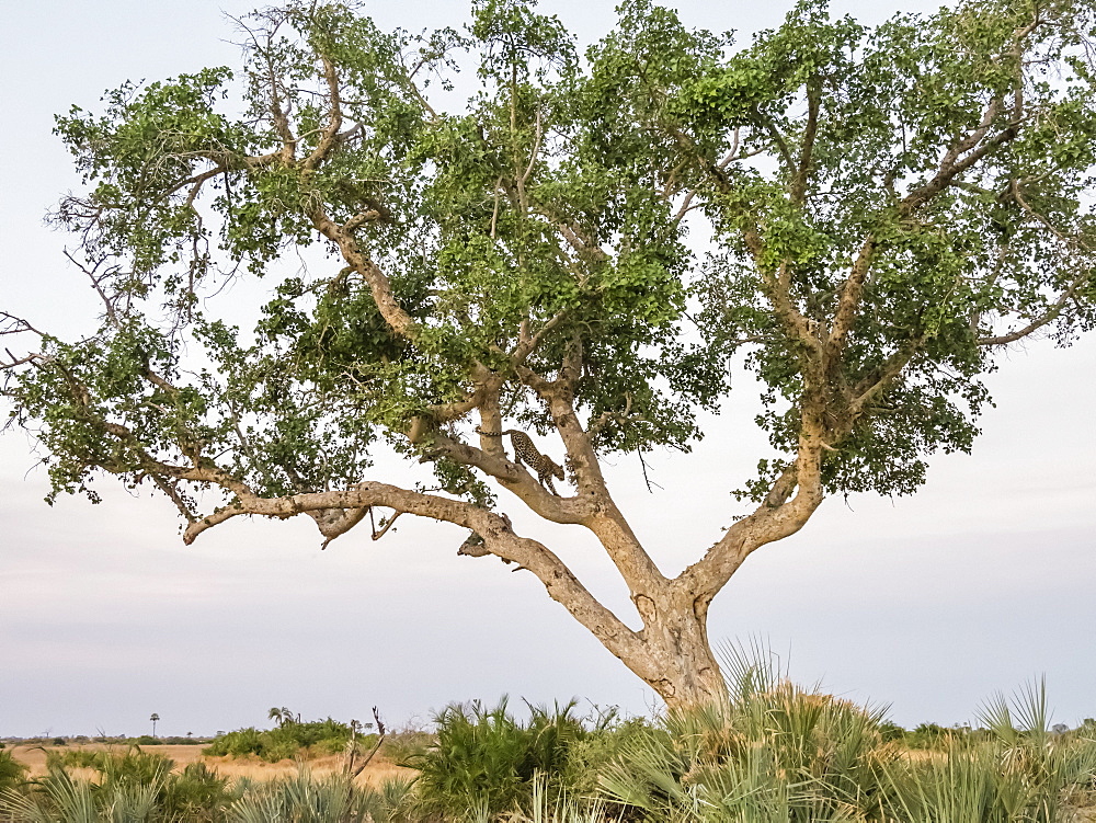 An adult leopard (Panthera pardus) climbing down a tree in the Okavango Delta, Botswana, Africa