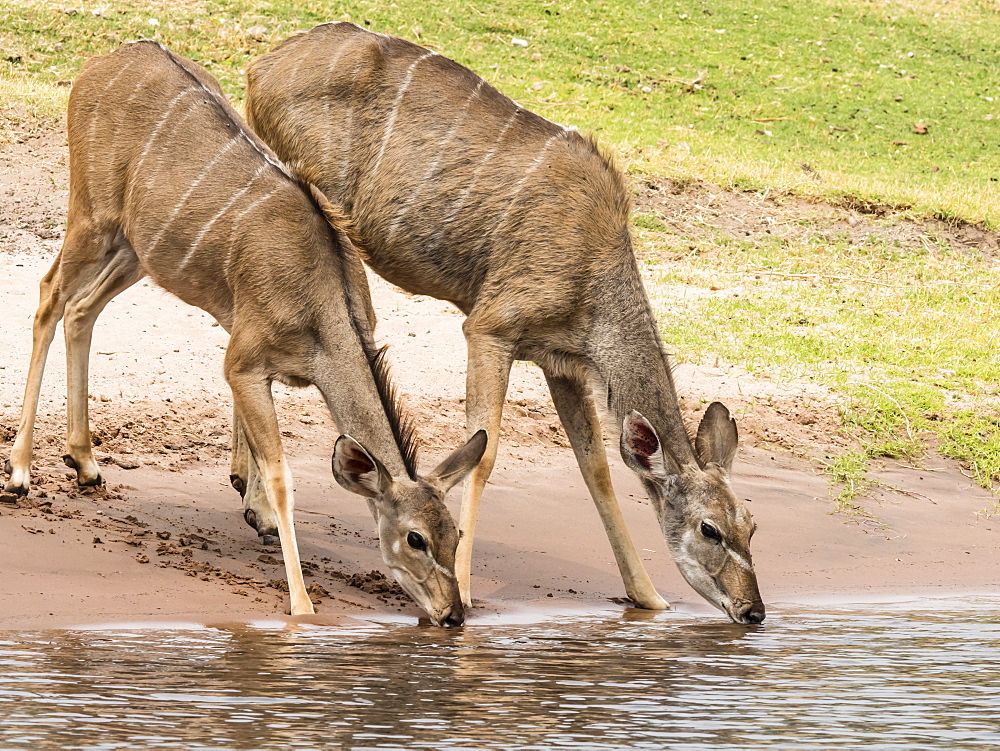 Female greater kudus (Tragelaphus strepsiceros), drinking water in Chobe National Park, Botswana, Africa