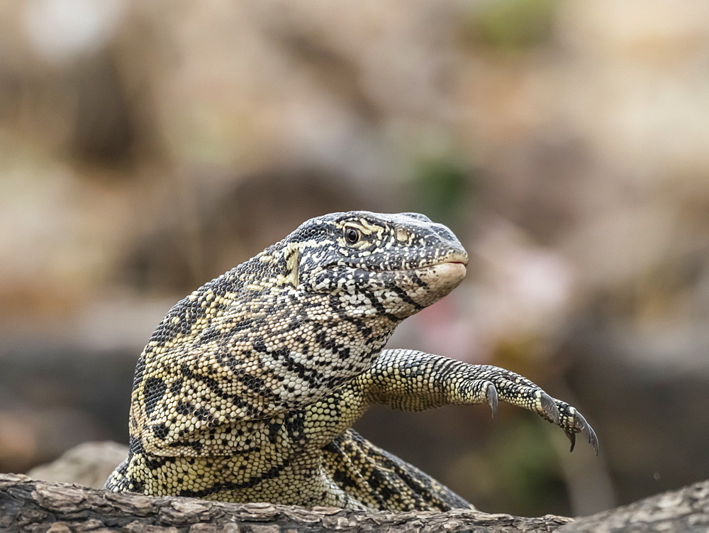 An adult water monitor lizard (Varanus niloticus), in Chobe National Park, Botswana, Africa