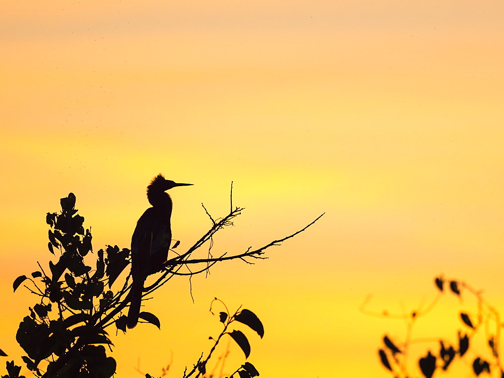 Adult anhinga (Anhinga anhinga) at sunset in Shark Valley, Everglades National Park, Florida, United States of America, North America