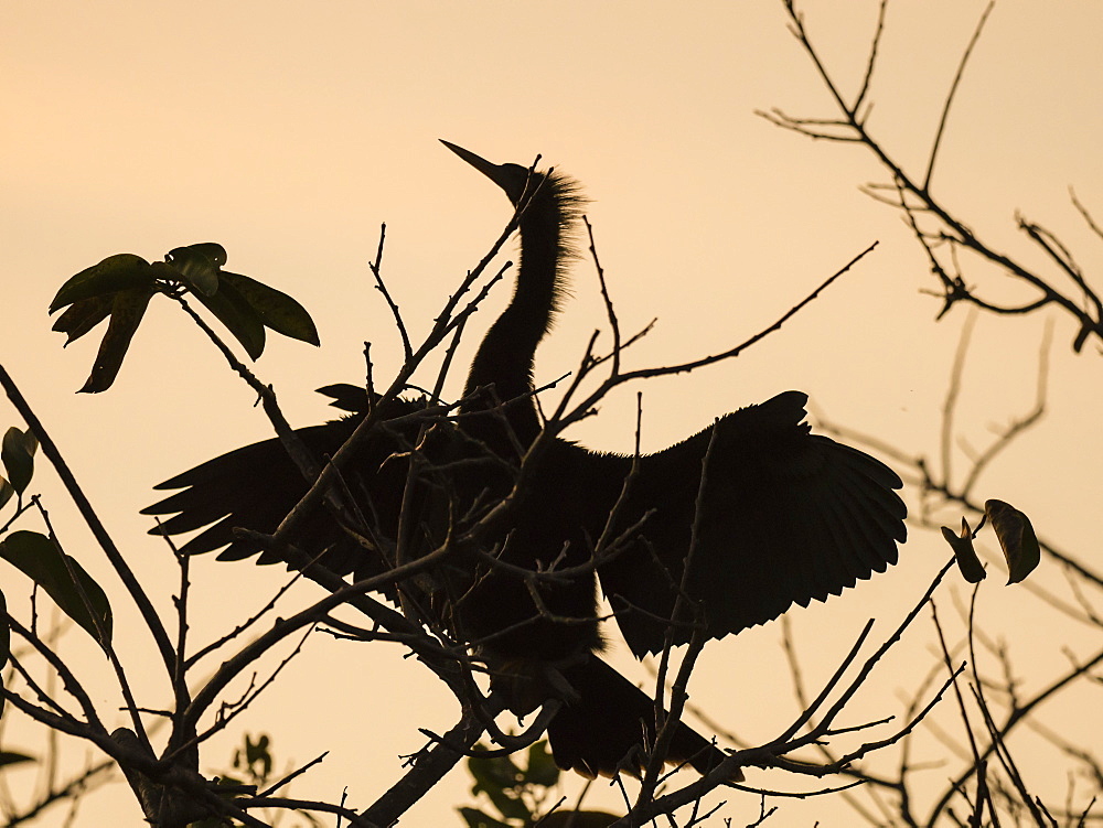 Adult anhinga (Anhinga anhinga) at sunset in Shark Valley, Everglades National Park, Florida, United States of America, North America