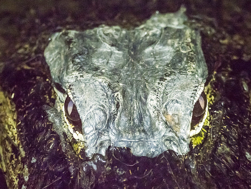 A wild American alligator (Alligator mississippiensis), at night in Shark Valley, Everglades National Park, Florida, United States of America, North America