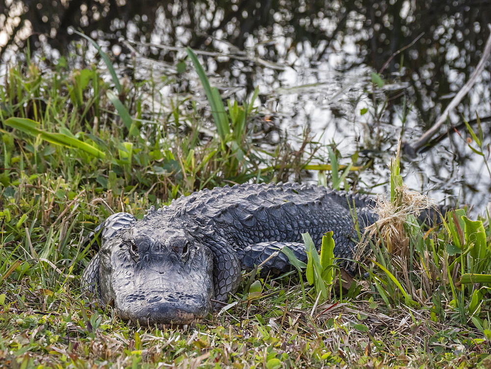 A wild American alligator (Alligator mississippiensis), in Shark Valley, Everglades National Park, Florida, United States of America, North America