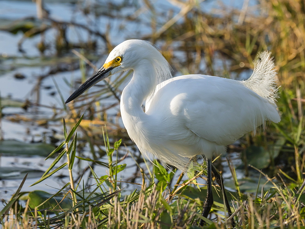 Adult snowy egret (Egretta thula), Shark Valley, Everglades National Park, Florida, United States of America, North America