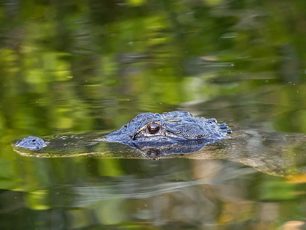 A wild American alligator (Alligator mississippiensis), at night in Shark Valley, Everglades National Park, Florida, United States of America, North America