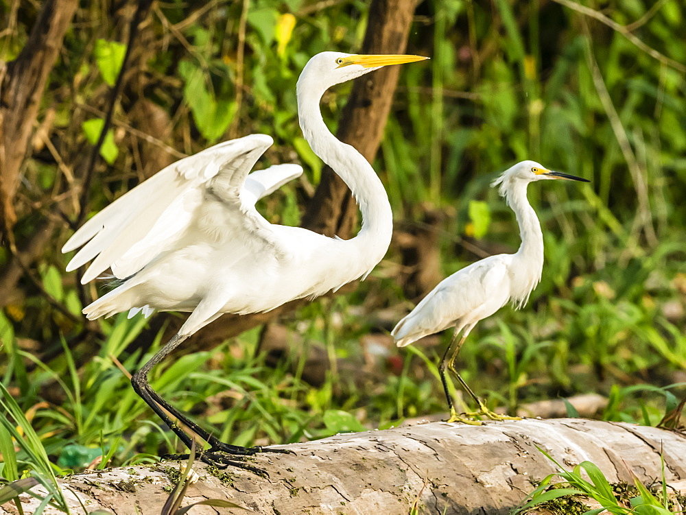 An adult great egret (Ardea alba) on left, and snowy egret (Egretta thula) on right, Rio El Dorado, Amazon Basin, Peru, South America