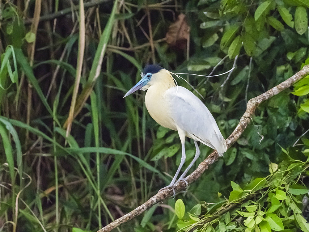 An adult capped heron (Pilherodius pileatus), Belluda Cano, Amazon Basin, Loreto, Peru, South America