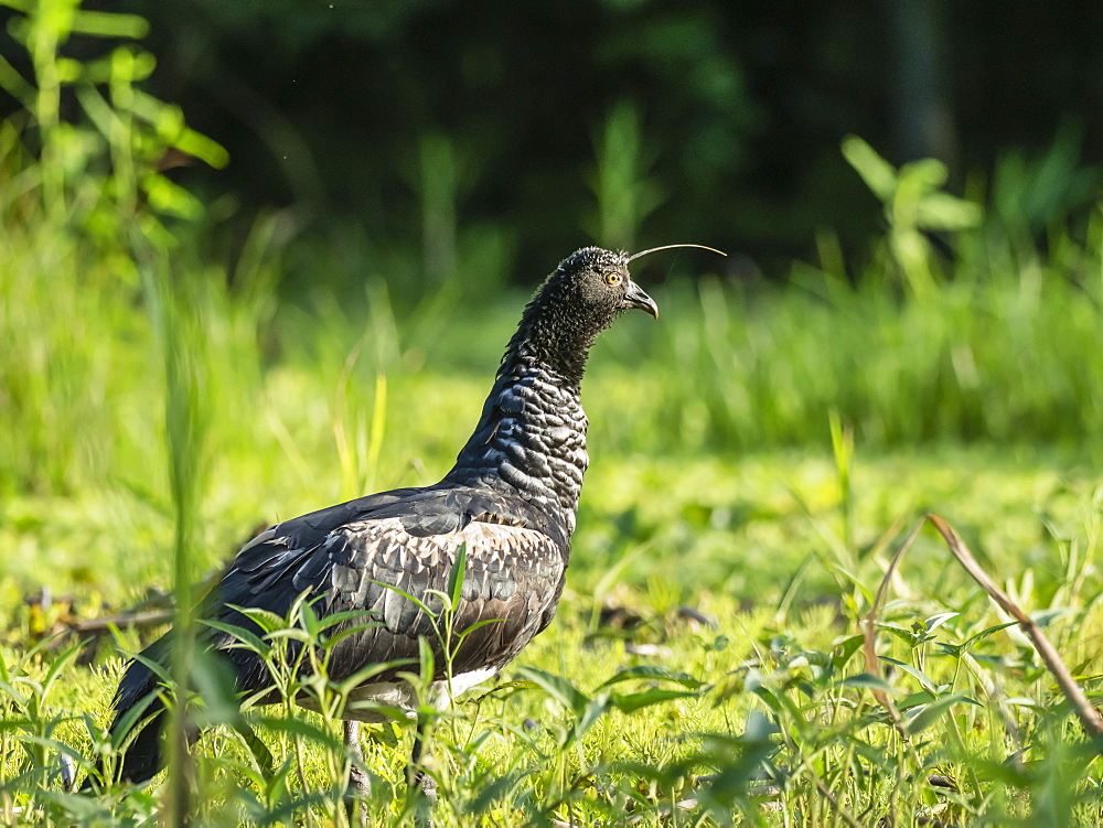 An adult horned screamer (Anhima cornuta), on the Nauta Cano, Amazon Basin, Loreto, Peru, South America