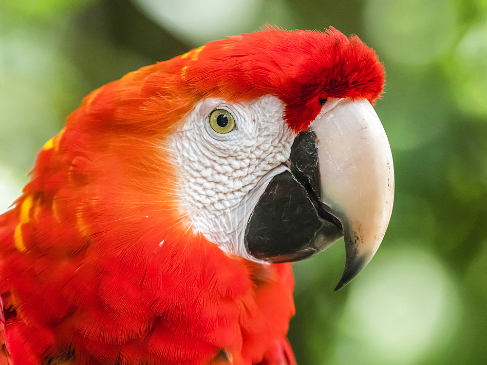 Scarlet macaw (Ara macao), Amazon Rescue Center, Iquitos, Peru, South America