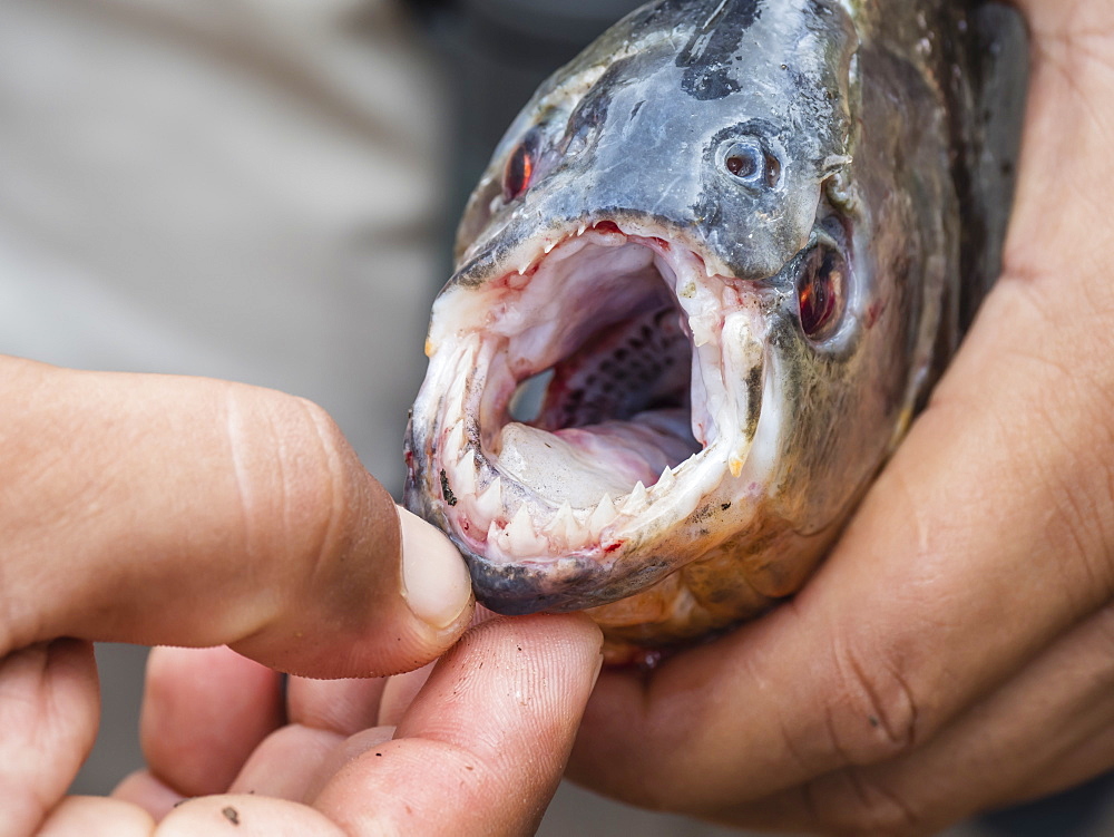 A close up look at a piranha caught on Belluda Creek, Ucayali River, Loreto, Peru, South America