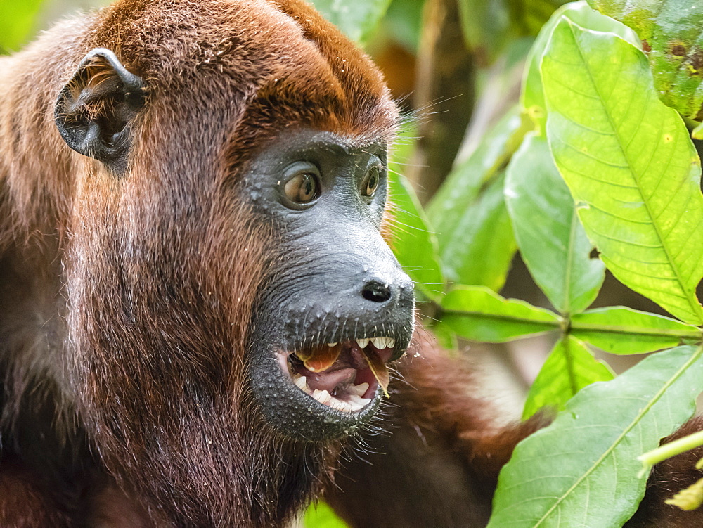 Adult male red howler monkey (Alouatta seniculus), in the village of San Francisco, Amazon Basin, Peru, South America