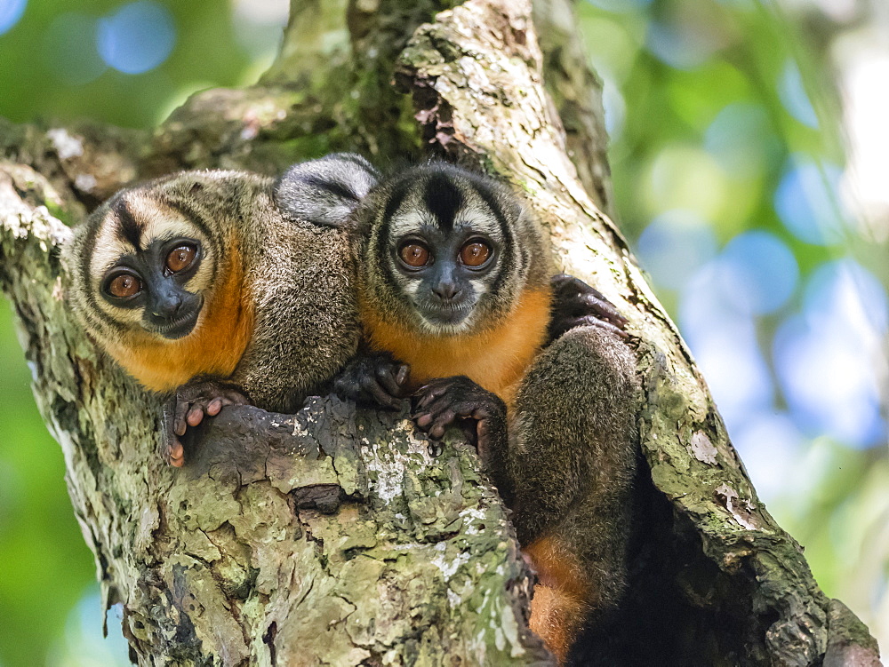 Adult Spix's night monkeys (Aotus vociferans), in Nauta Cano, Amazon River Basin, Iquitos, Peru, South America