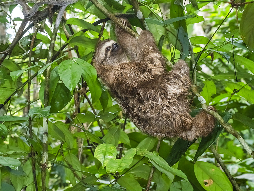 Adult brown-throated sloth (Bradypus variegatus), Yanayacu Lake, Rio Pacaya, Amazon Basin, Loreto, Peru, South America