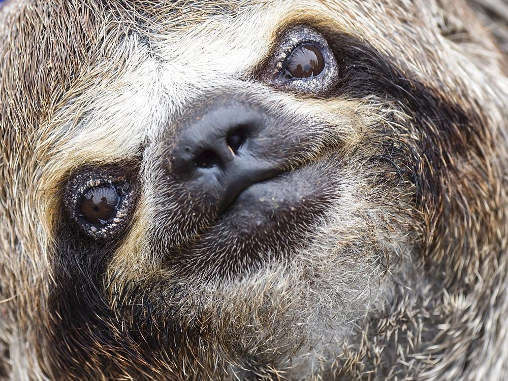 Baby brown-throated sloth (Bradypus variegatus), San Francisco, Amazon Basin, Loreto, Peru, South America