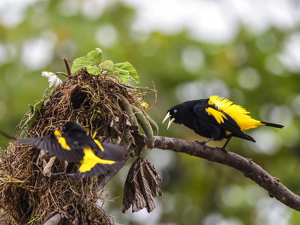 Adult yellow-rumped caciques (Cacicus cela), at nest site on Belluda Cano, Amazon Basin, Loreto, Peru, South America