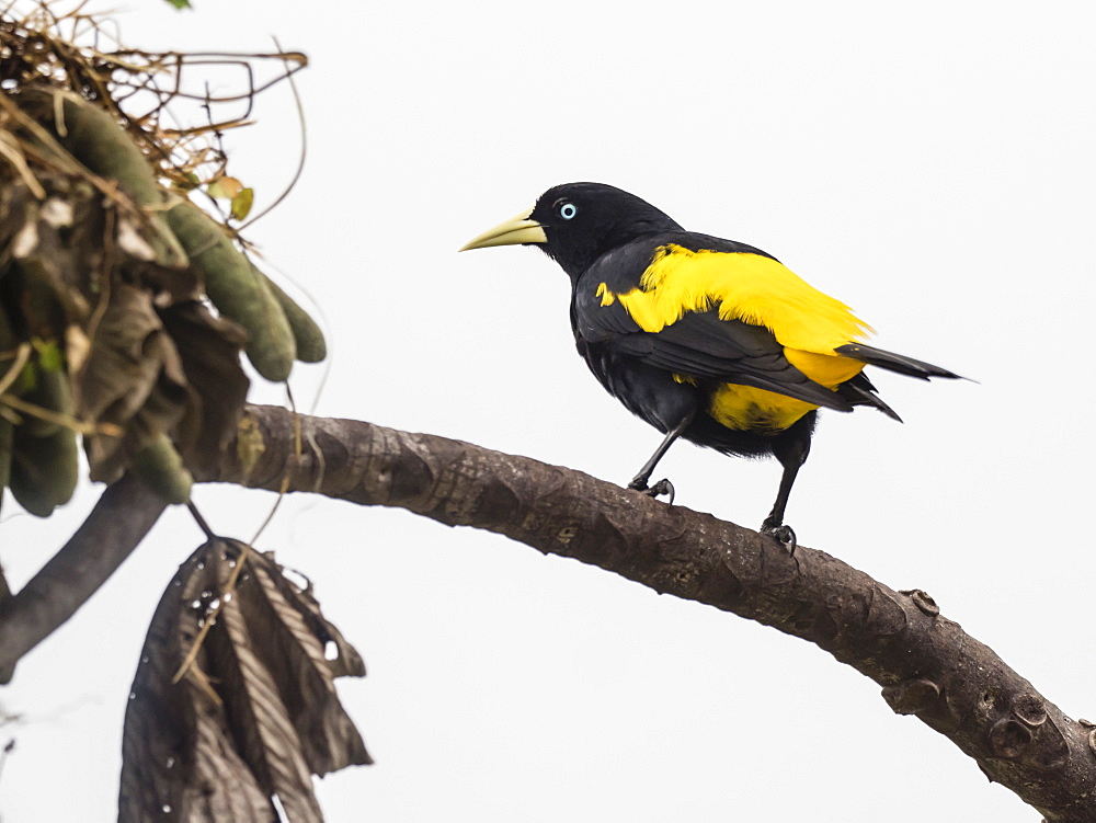 Adult yellow-rumped cacique (Cacicus cela), at nest site on Belluda Cano, Amazon Basin, Loreto, Peru.