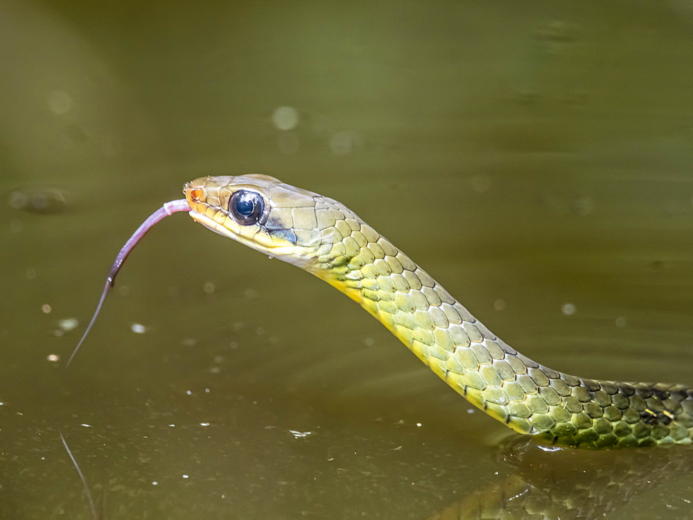 An adult olive whipsnake (Chironius fuscus), swimming in Belluda Creek, Ucayali River, Loreto, Peru, South America