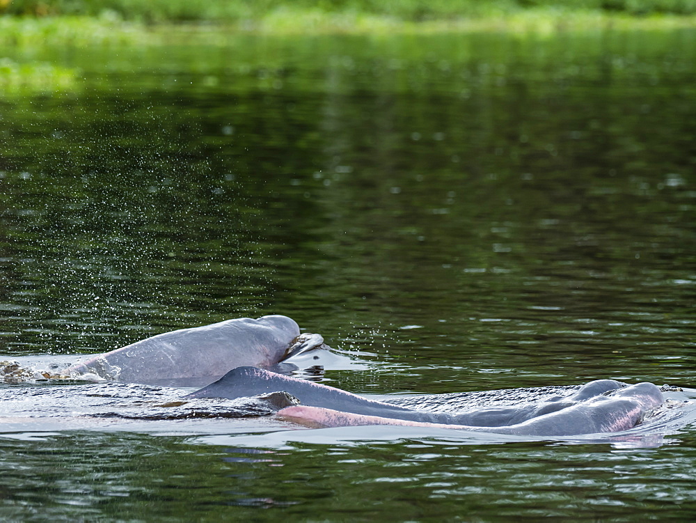 Adult Amazon pink river dolphins (Inia geoffrensis), Yanayacu Lake, Pacaya-Samiria Reserve, Loreto, Peru, South America