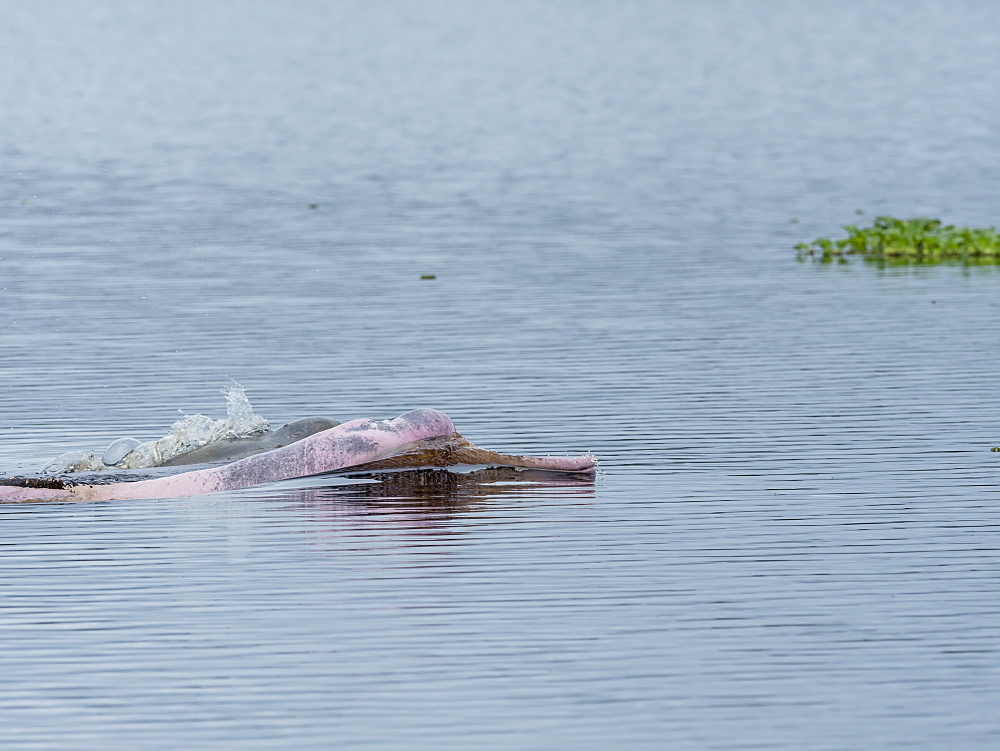 Adult Amazon pink river dolphins (Inia geoffrensis), Yanayacu Lake, Pacaya-Samiria Reserve, Loreto, Peru, South America