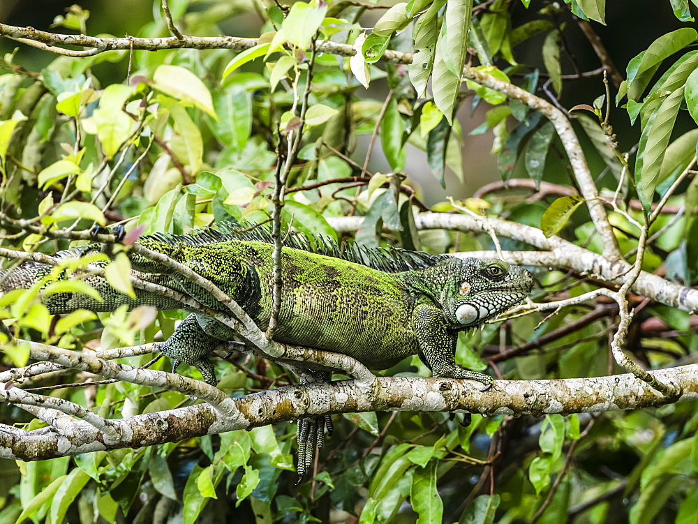 An adult Green Iguana (Iguana iguana) basking in the sun on the Yanayacu River, Amazon Basin, Loreto, Peru, South America