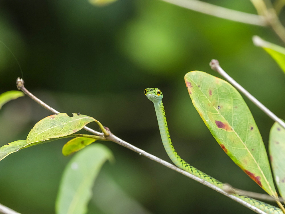 Black-skinned parrot snake (Leptophis ahaetulla nigromarginatus), Pacaya River, Amazon Basin, Loreto, Peru, South America