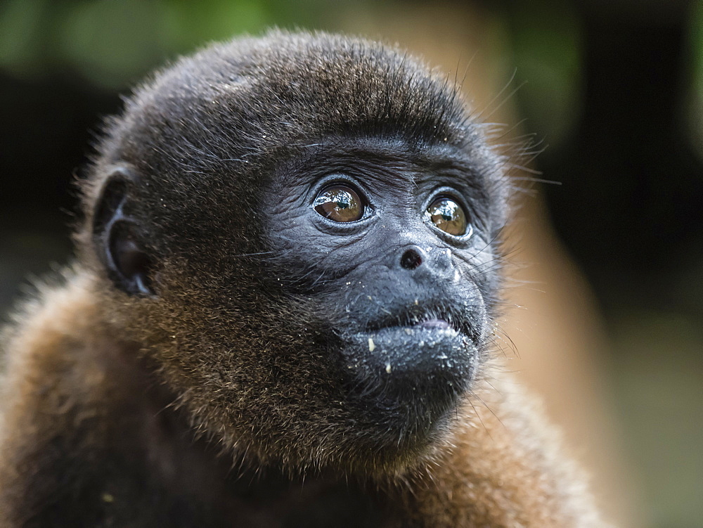 An adult common woolly monkey (Lagothrix lagothricha), in the trees along the Yarapa River, Nauta, Peru, South America