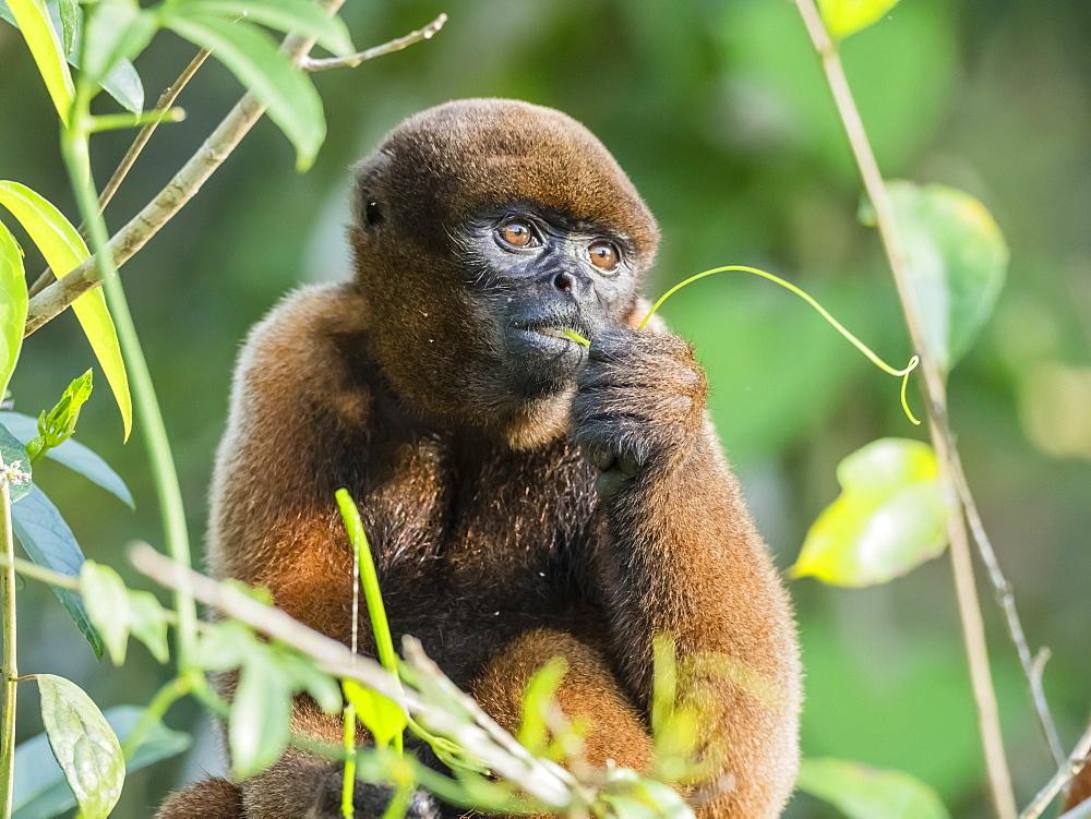 An adult common woolly monkey (Lagothrix lagothricha), on Pacalpa Cano, Pacaya Samiria Reserve, Peru, South America