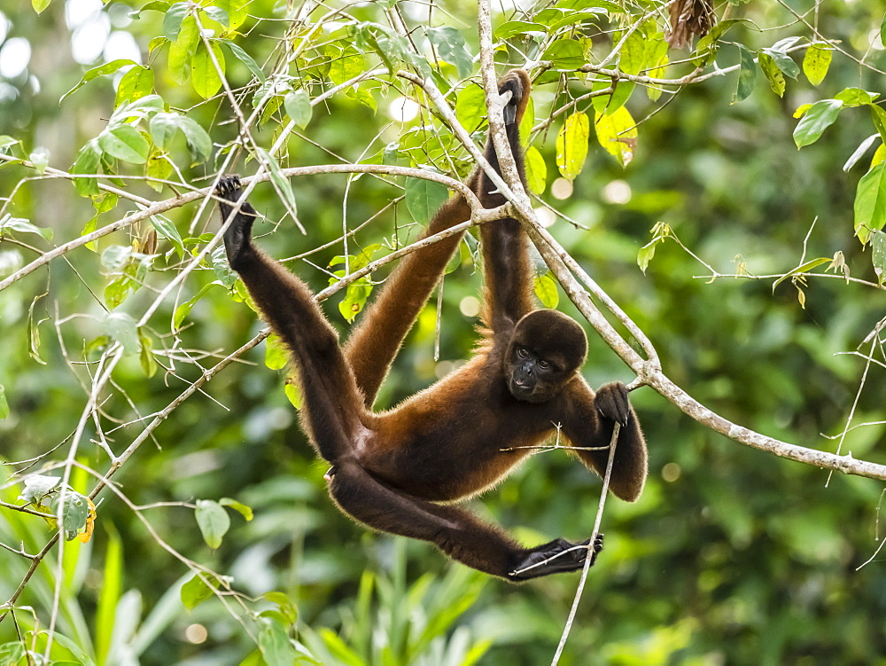 An adult common woolly monkey (Lagothrix lagothricha), on Pacalpa Cano, Pacaya Samiria Reserve, Peru, South America