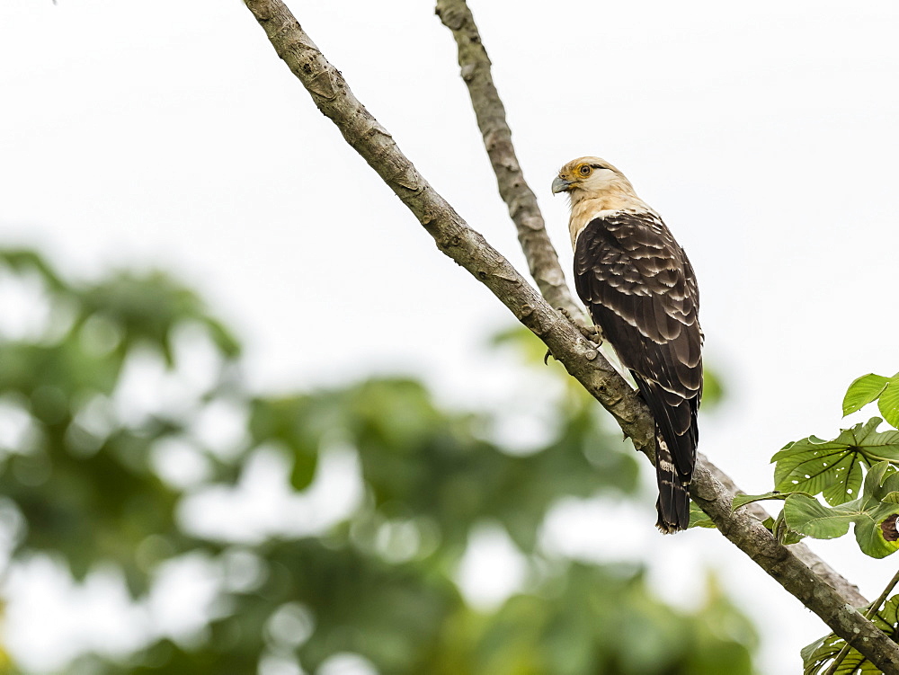 An adult yellow-headed caracara (Milvago chimachima), Belluda Cano, Amazon Basin, Loreto, Peru, South America