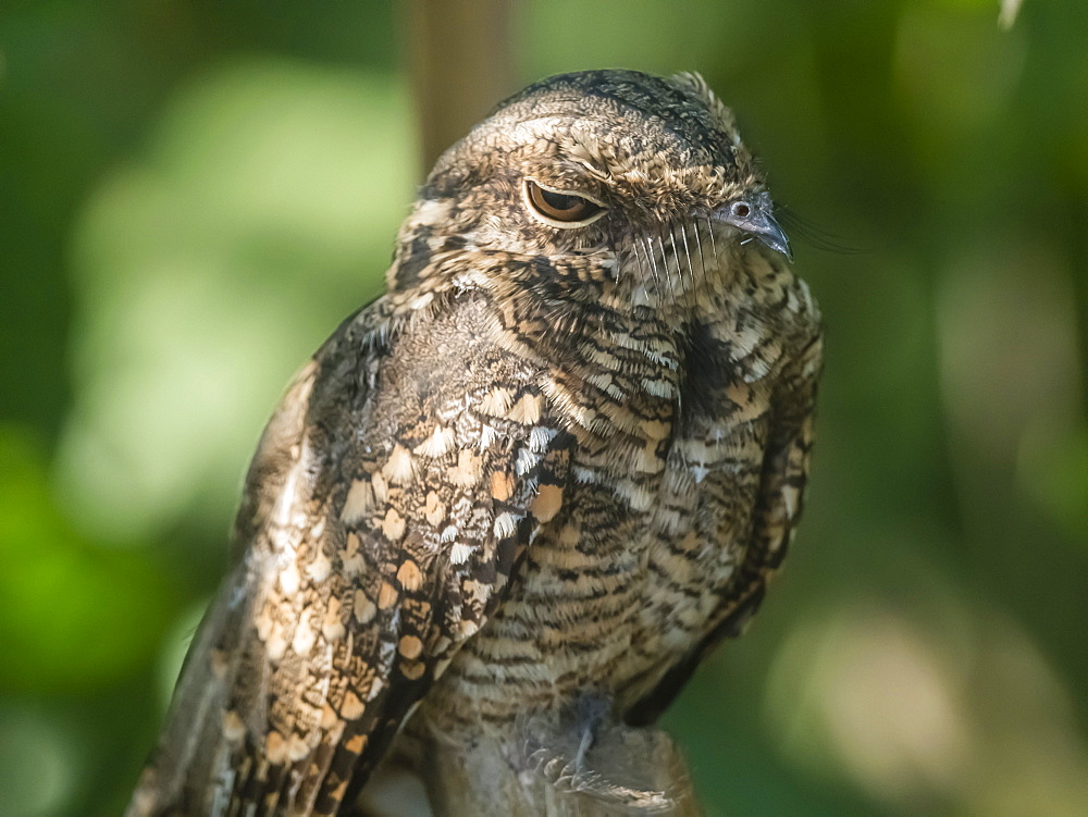 An adult common pauraque (Nyctidromus albicollis), Rio Yanayacu, Amazon Basin, Loreto, Peru, South America