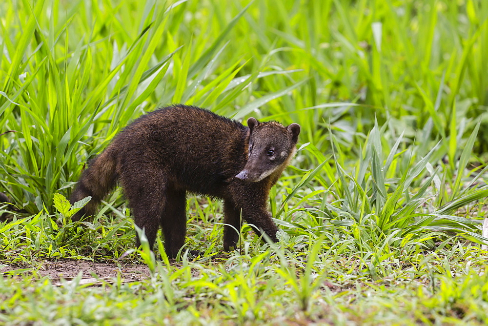 Young South American coati (Nasua nasua), Supay Cano, Rio Ucayali, Loreto, Peru, South America