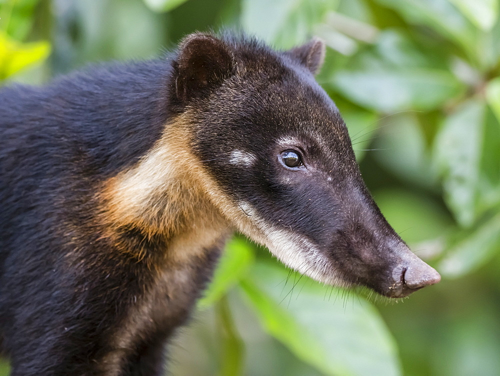 An adult South American coati (Nasua nasua), climbing tree in Pacalpa Cano, Amazon Basin, Loreto, Peru, South America