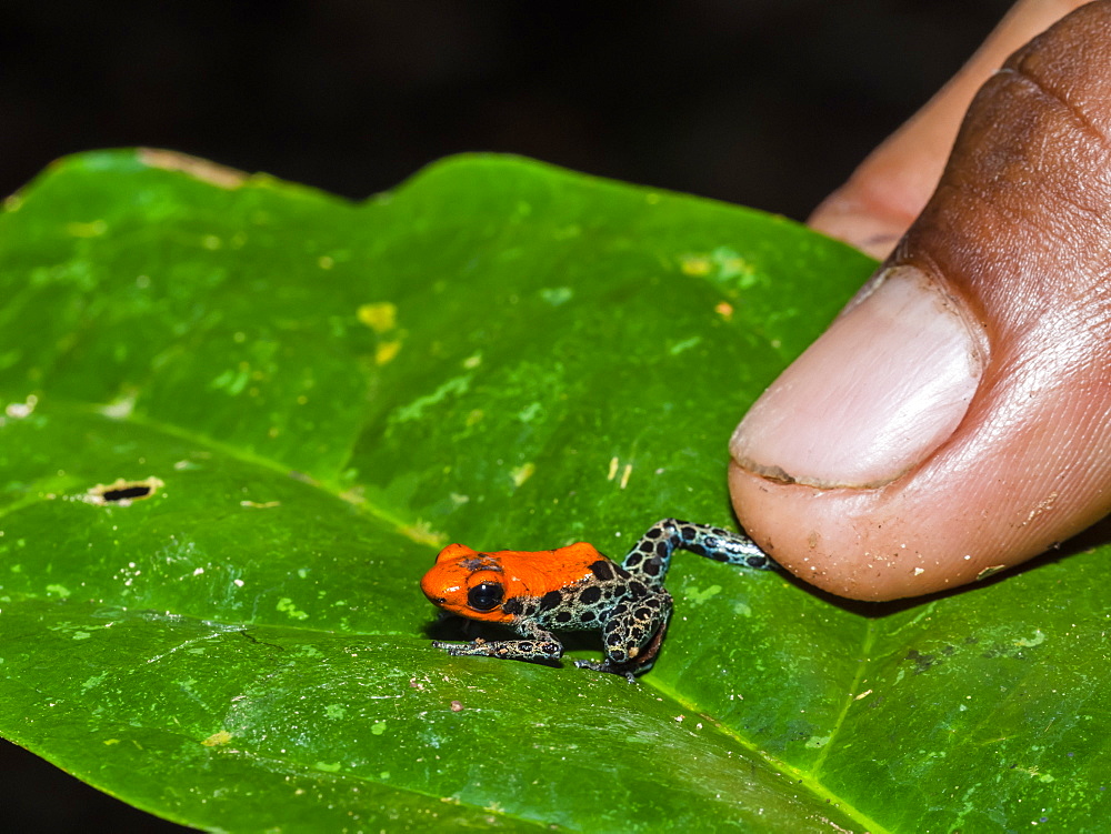 An adult red-backed poison frog (Ranitomeya reticulata) on the Maranon River, near Iquitos, Peru, South America