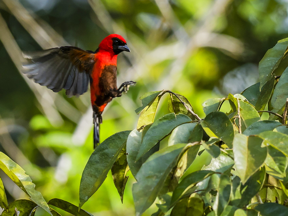 Adult masked crimson tanager (Ramphocelus nigrogularis), Pacalpa Cano, Pacaya Samiria Reserve, Loreto, Peru, South America