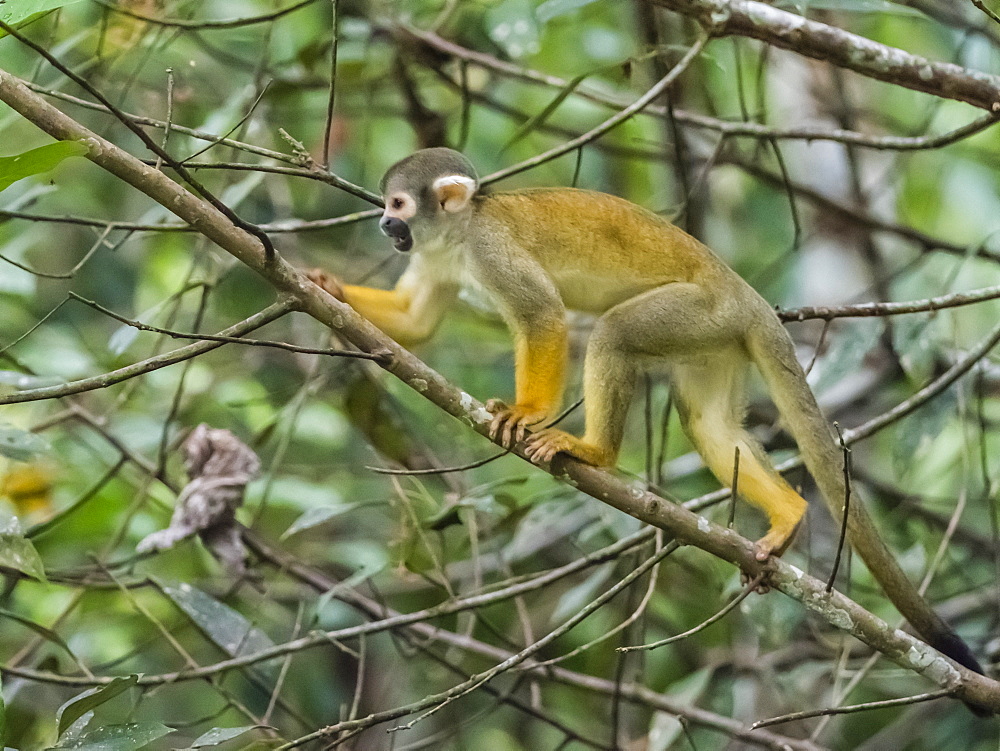 Adult common squirrel monkey (Saimiri sciureus), Pahuachiro tributary, Amazon Basin, Loreto, Peru, South America