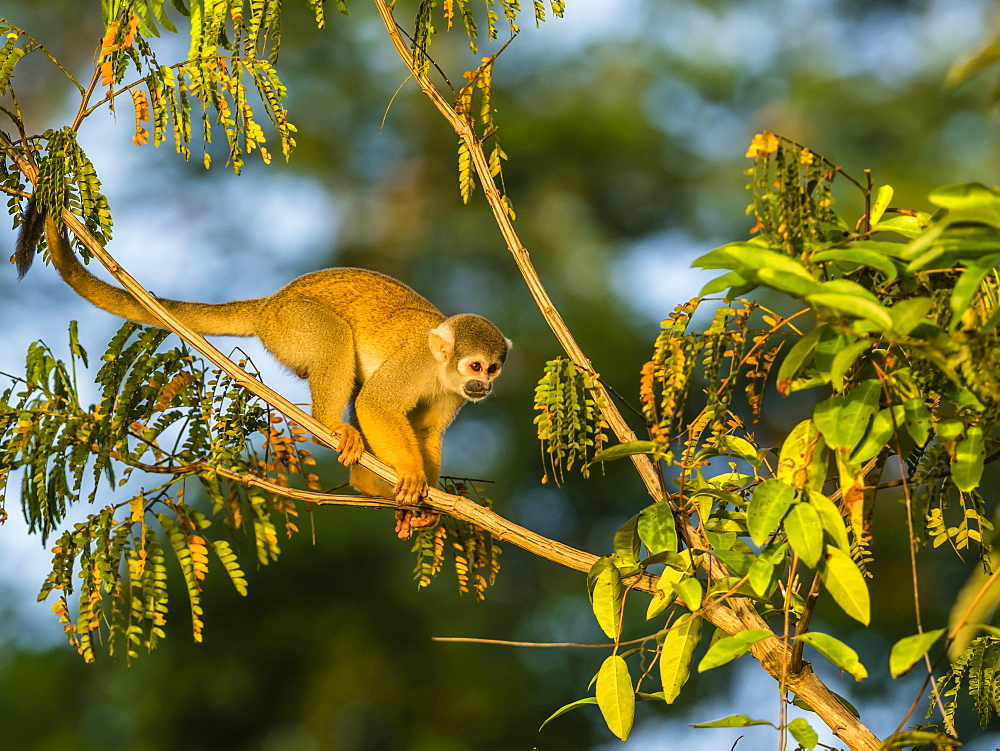 Adult common squirrel monkey (Saimiri sciureus), Lake Clavero, Amazon Basin, Loreto, Peru, South America