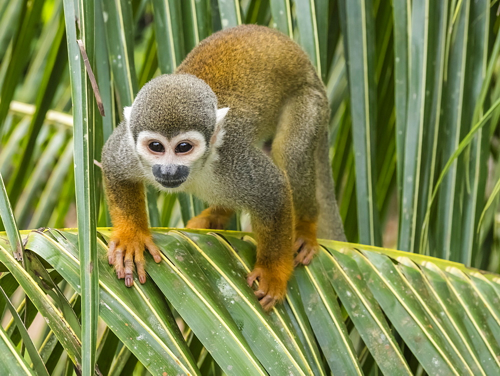 Adult common squirrel monkey (Saimiri sciureus), in San Francisco Village, Amazon Basin, Loreto, Peru, South America