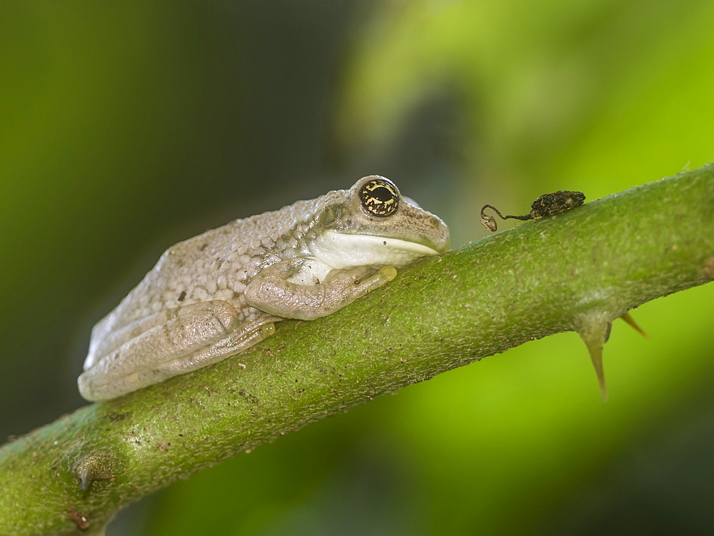 An adult Amazonian Milk Frog (Trachycephalus macrotis), at the Amazon Rescue Center, Iquitos, Peru, South America