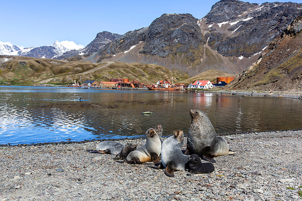 Antarctic fur seal harem (Arctocephalus gazella) at the old whaling station at Grytviken, South Georgia Island, Polar Regions