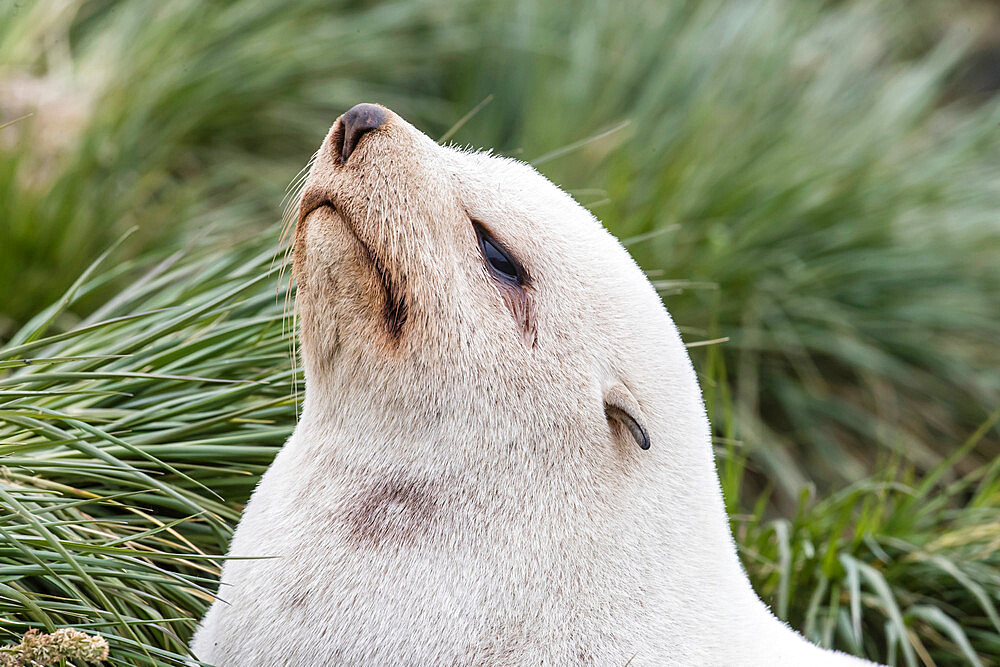 Leucistic Antarctic fur seal (Arctocephalus gazella), in the tussac grass at Gold Harbor, South Georgia Island, Polar Regions