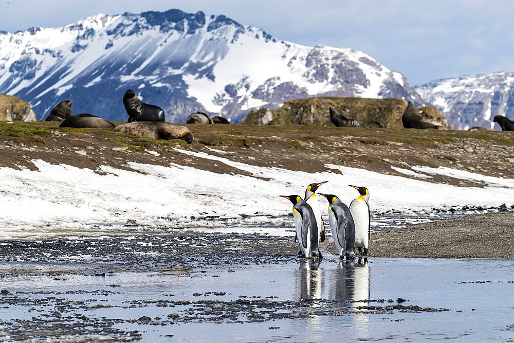 Adult king penguins (Aptenodytes patagonicus) at breeding colony at Salisbury Plain, South Georgia Island, Polar Regions