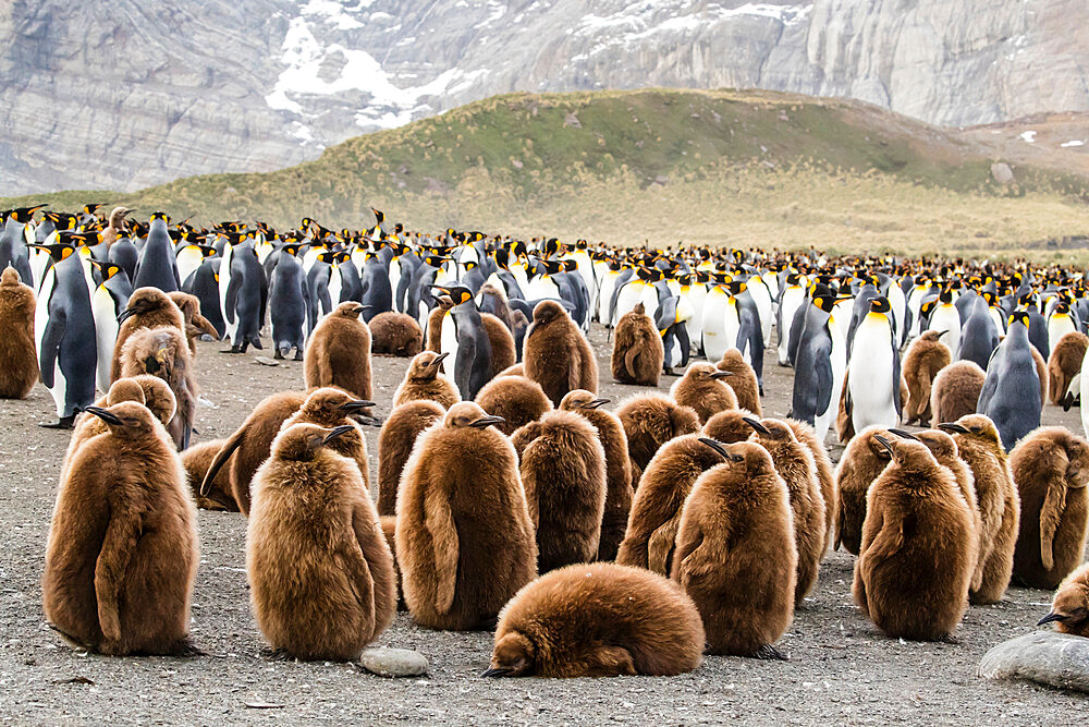 Adult king penguins and oakum boy chicks (Aptenodytes patagonicus), at Gold Harbor, South Georgia Island, Polar Regions