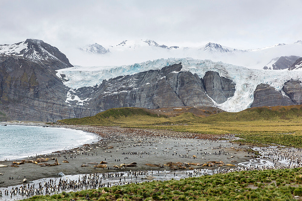 King penguins and elephant seals cover the beach in Gold Harbor, South Georgia, UK Overseas Protectorate, Polar Regions