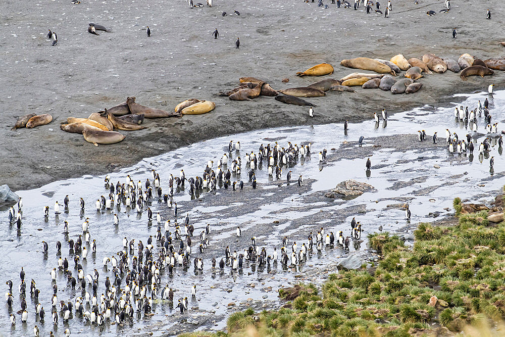 King penguins and elephant seals cover the beach in Gold Harbor, South Georgia, UK Overseas Protectorate, Polar Regions