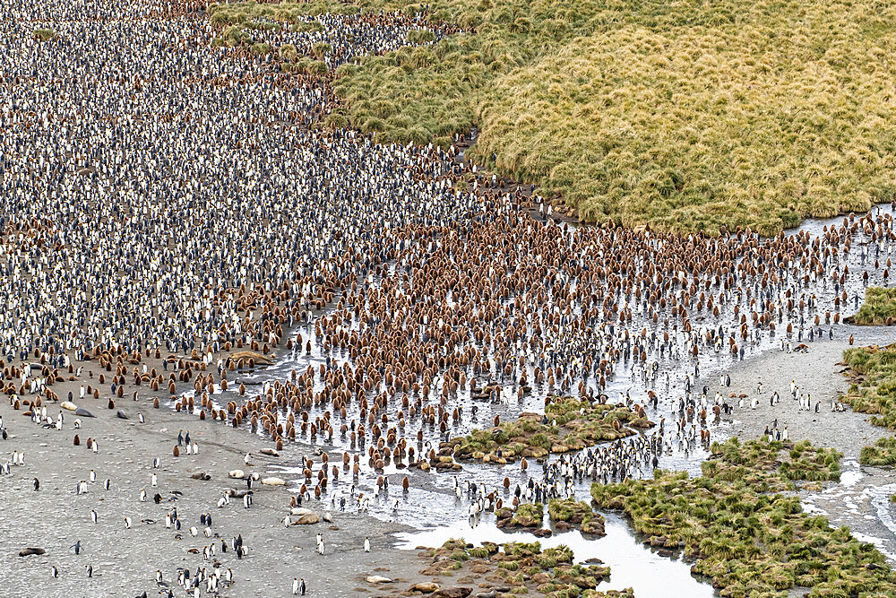 King penguins and elephant seals cover the beach in Gold Harbor, South Georgia, UK Overseas Protectorate, Polar Regions