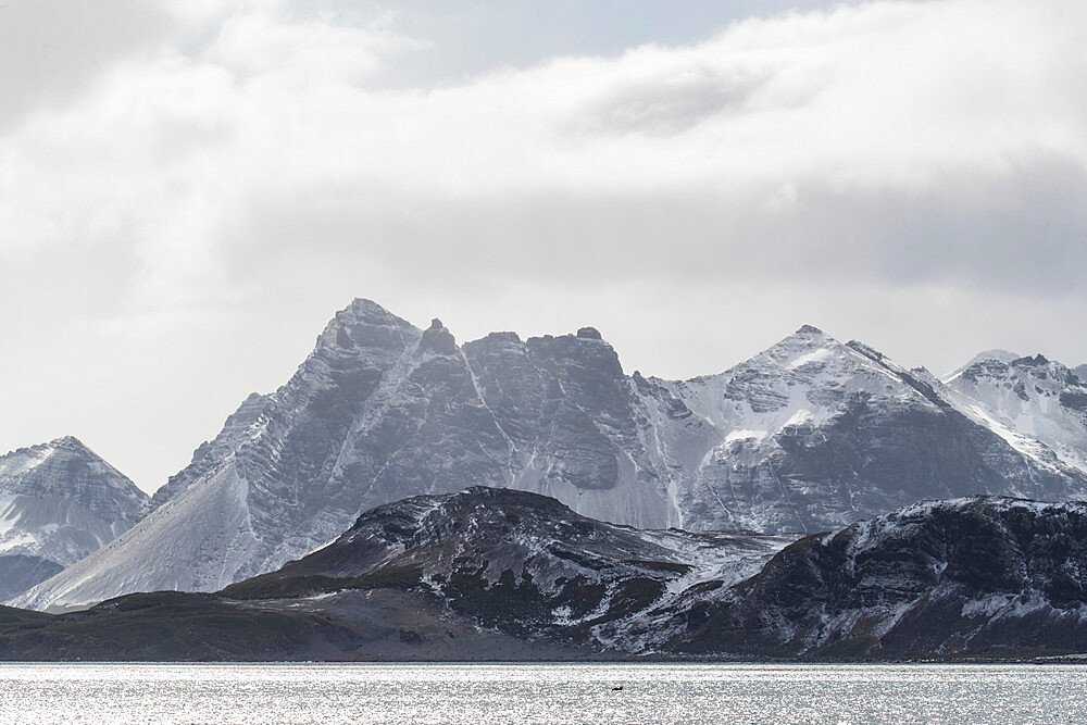 A fresh dusting of snow covers the mountains surrounding Salisbury Plain, South Georgia, UK Overseas Protectorate, Polar Regions