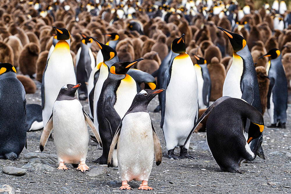 Adult gentoo penguins (Pygoscelis papua) on the beach with king penguins at Gold Harbor, South Georgia Island, Polar Regions