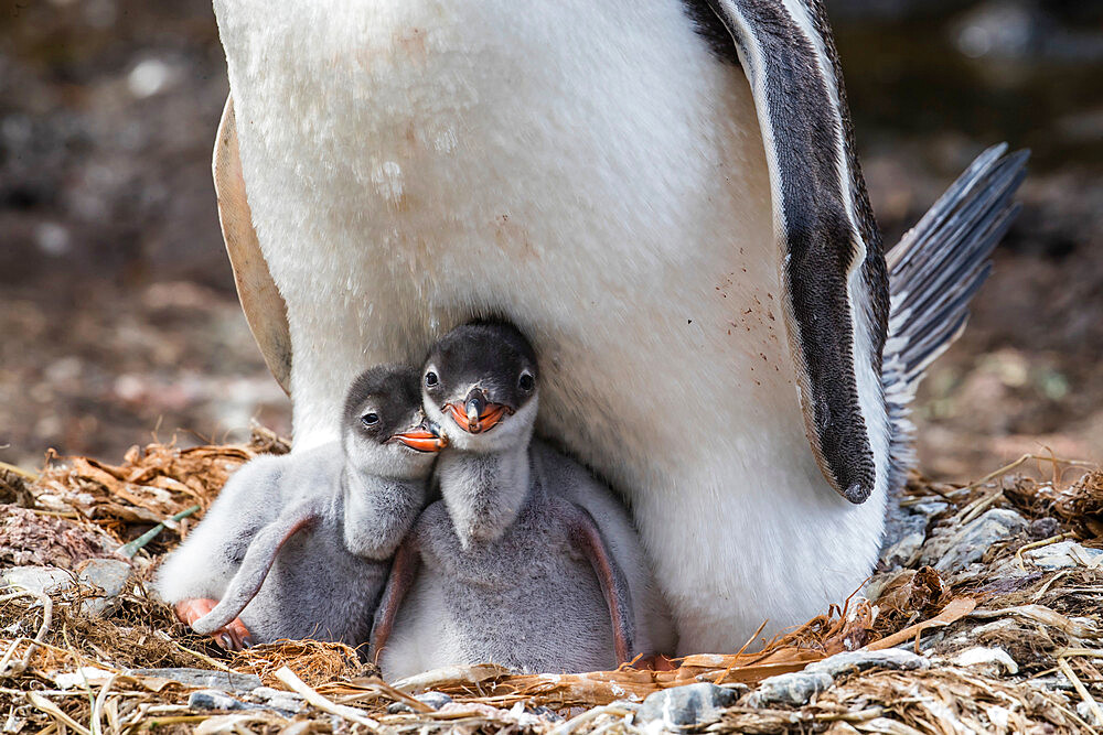 Adult gentoo penguin (Pygoscelis papua) on nest with chicks at Gold Harbor, South Georgia Island, Polar Regions