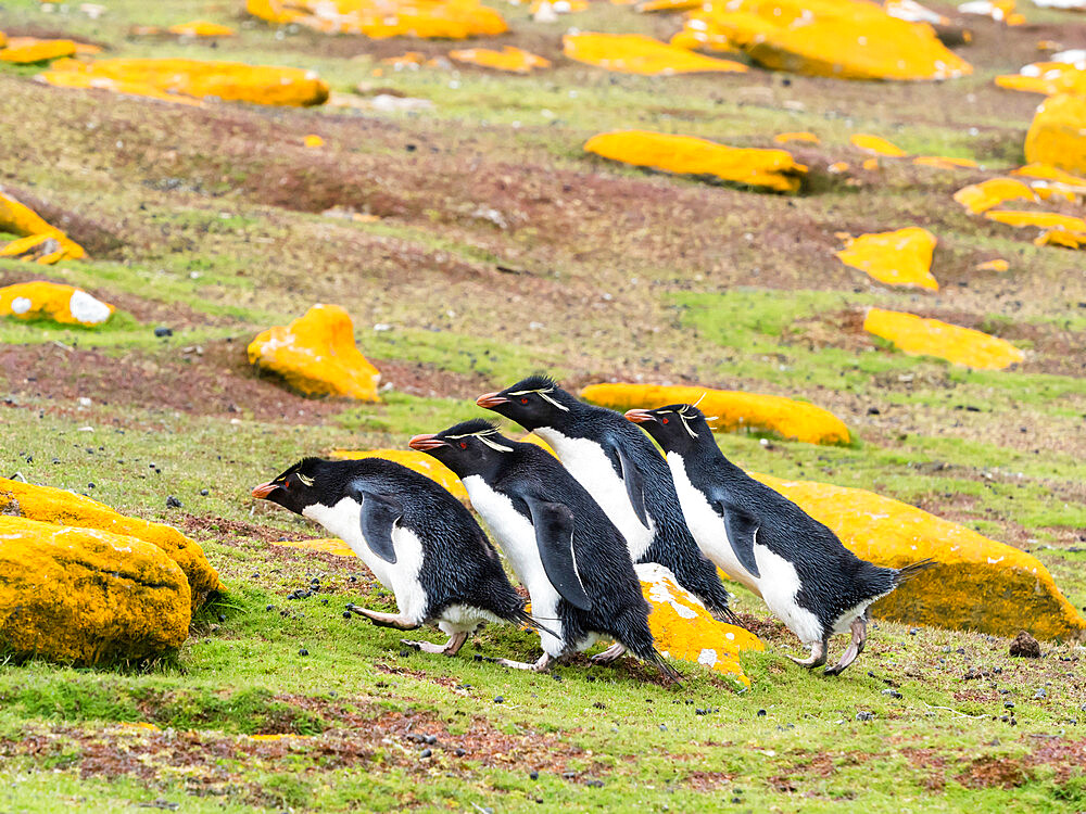 Adult southern rockhopper penguins (Eudyptes chrysocome), on Saunders Island, Falkland Islands, South America